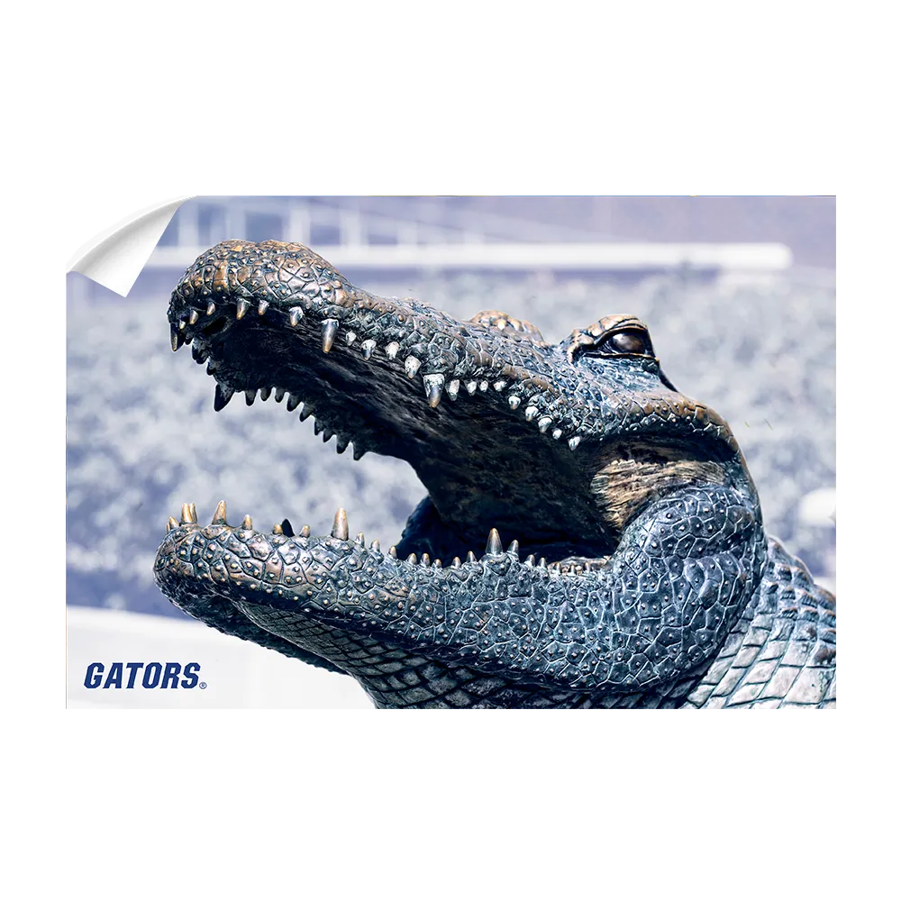 Florida Gators - Bull Gator Up Close