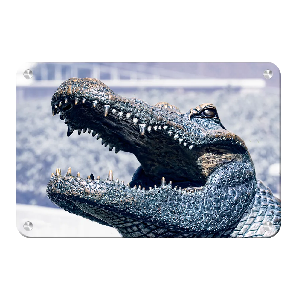 Florida Gators - Bull Gator Up Close