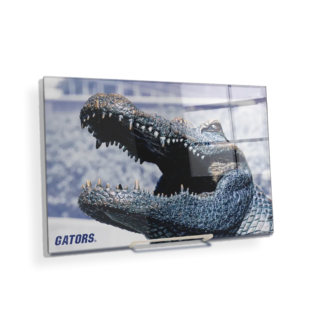 Florida Gators - Bull Gator Up Close