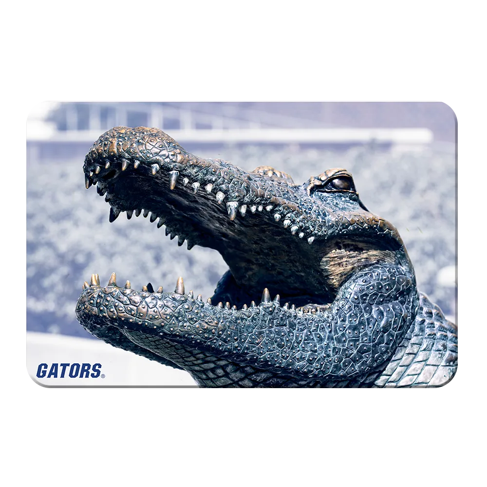 Florida Gators - Bull Gator Up Close