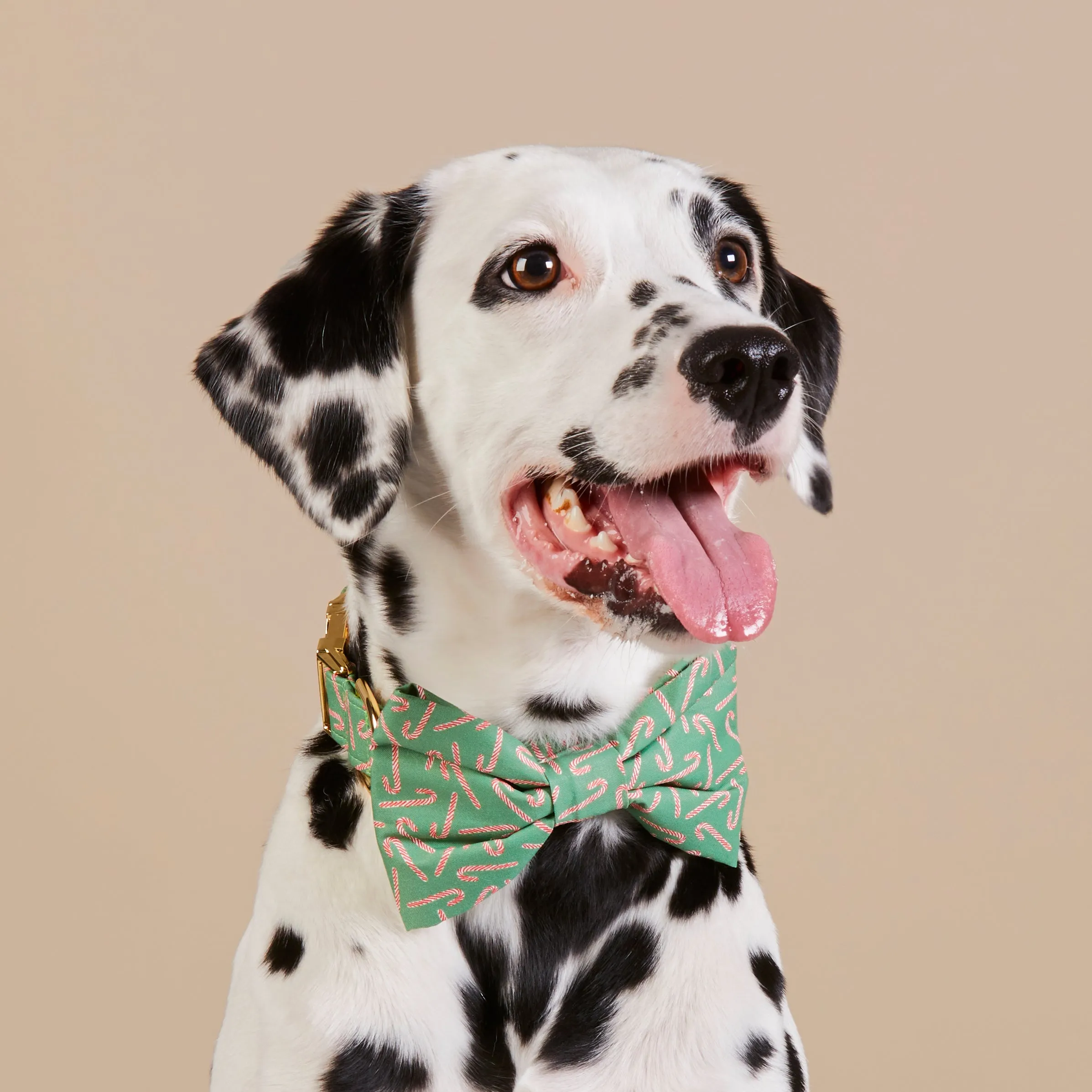 Hooked On You Bow Tie Collar